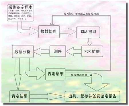 DNA亲子鉴定流程